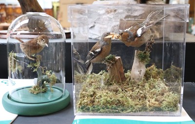 Lot 1106 - Taxidermy: A Cased Pair of Chaffinches and a...