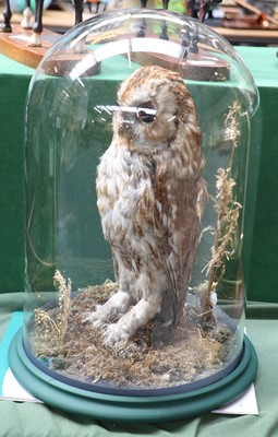 Lot 1093 - Taxidermy: A Late Victorian Tawny Owl (Strix...