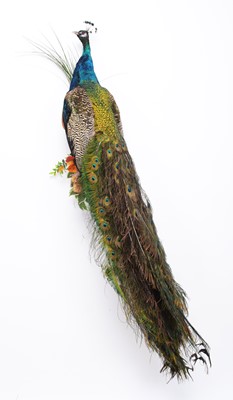 Lot 255 - Taxidermy: Indian Peacock (Pavo cristatus),...