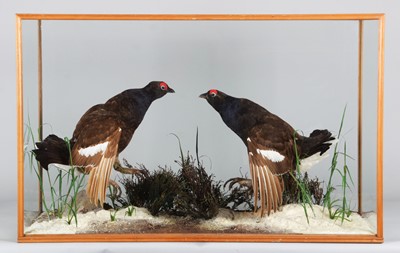 Lot 63 - Taxidermy: A Pair of Cased Black Grouse...