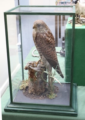 Lot 1096 - Taxidermy: A Cased Common Kestrel (Falco...