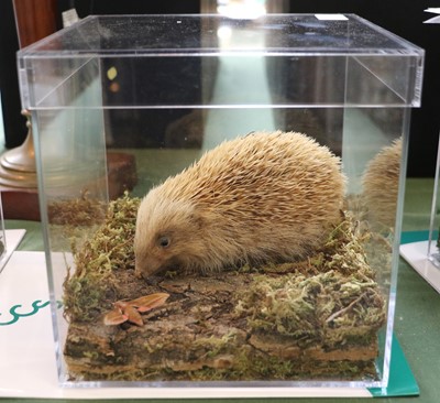 Lot 1103 - Taxidermy: A Cased Leucistic European Hedgehog...