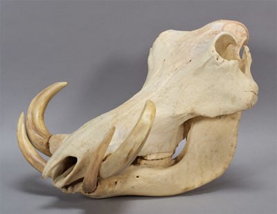 Lot 1107A - Skulls/Anatomy: African Common Warthog Skull...