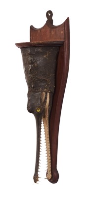 Lot 71 - Taxidermy: A Gharial Crocodile Head Mount...