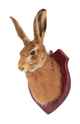 Lot 52 - Taxidermy: A European Hare Mask (Lepus...