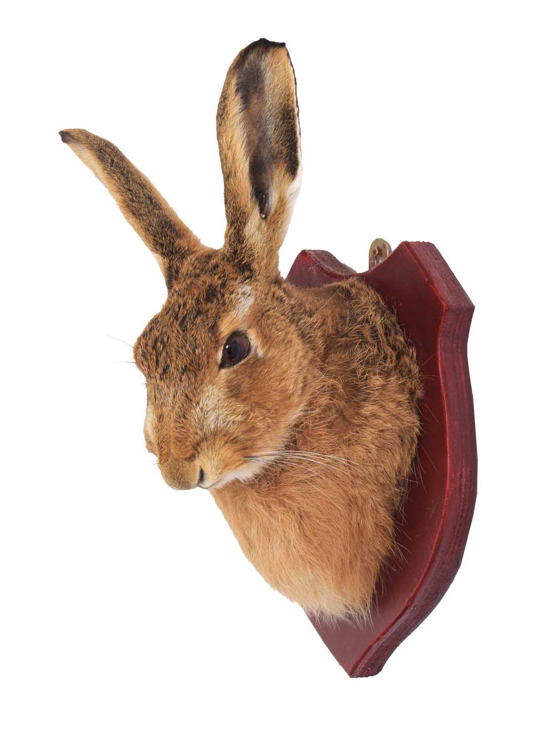 Lot 5 - Taxidermy: A European Hare Mask (Lepus...