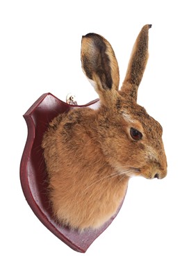 Lot 5 - Taxidermy: A European Hare Mask (Lepus...