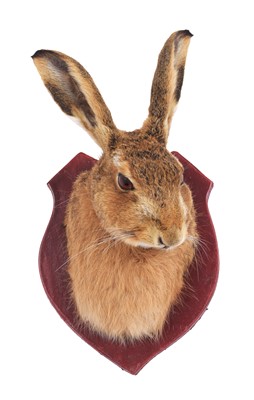 Lot 5 - Taxidermy: A European Hare Mask (Lepus...