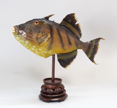 Lot 160 - Taxidermy: A Preserved Triggerfish, modern, a...