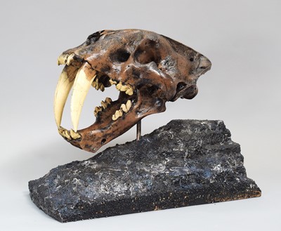 Lot 66 - Natural History: A Replica Smilodon Skull...