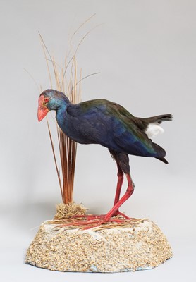 Lot 1172 - Taxidermy: Western Swamphen (Porphyrio...