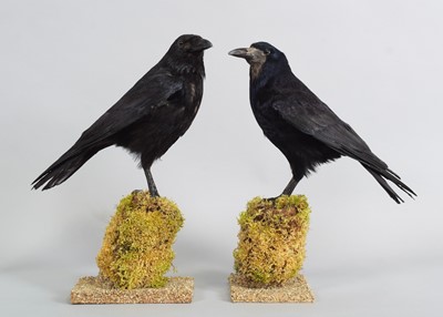 Lot 65 - Taxidermy: A Carrion Crow and Rook (Corvus...