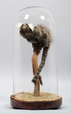 Lot 123 - Taxidermy: Common Marmoset Monkey (Callithrix...