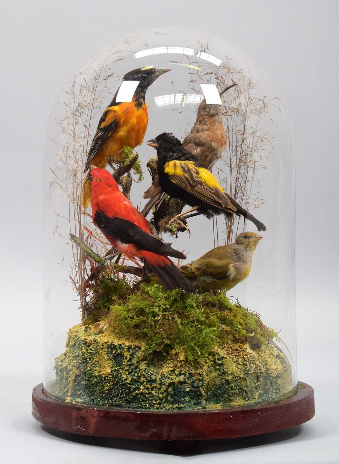 Lot 1161 - Taxidermy: A Diorama of European and Tropical...