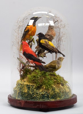 Lot 1161 - Taxidermy: A Diorama of European and Tropical...