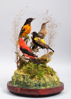 Lot 1161 - Taxidermy: A Diorama of European and Tropical...