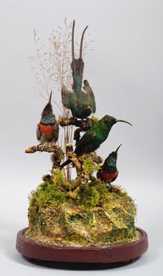 Lot 1160 - Taxidermy: A Diorama of African Sunbirds, late...