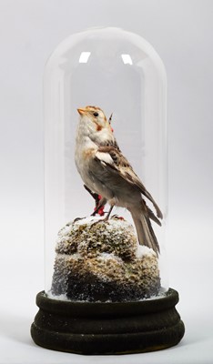 Lot 1188 - Taxidermy: A Snow Bunting Under Dome...