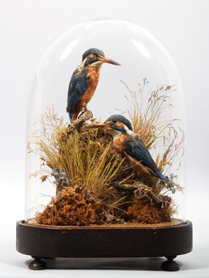 Lot 281 - Taxidermy: A Late Victorian Dome of European...