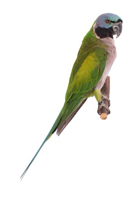 Lot 1170 - Taxidermy: A Lord Derby's Parakeet (Psittacula...