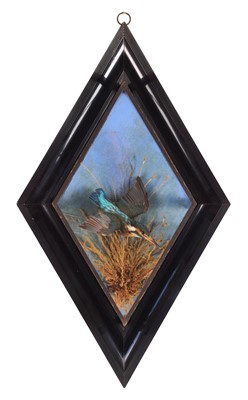 Lot 47 - Taxidermy: A Wall Cased European Kingfisher...