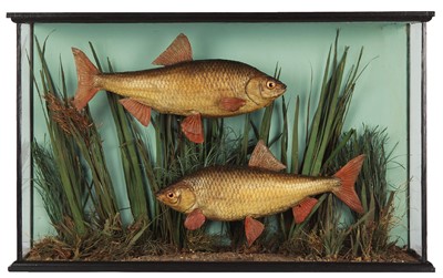 Lot 155 - Taxidermy: A Cased Pair of Common Roach...