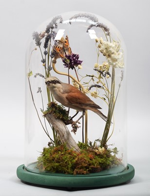 Lot 1156 - Taxidermy: A Red-Backed Shrike (Lanius...