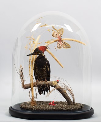 Lot 1157 - Taxidermy: A Pileated Woodpecker (Dryocopus...