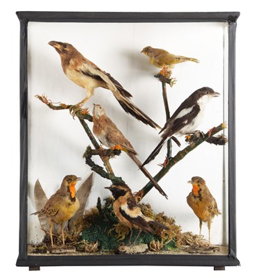 Lot 6 - Taxidermy: A Late Victorian Case of Mixed...