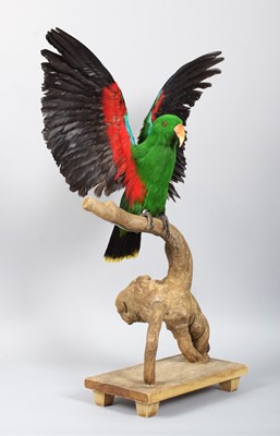 Lot 118 - Taxidermy: A Moluccan Eclectus Parrot...