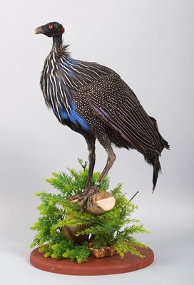 Lot 37 - Taxidermy: Vulterine Guineafowl (Acryllium...