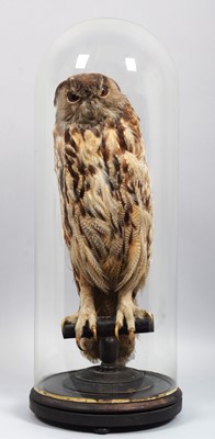 Lot 1189 - Taxidermy: A Late Victorian European Eagle Owl...