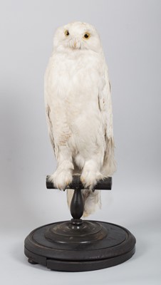 Lot 1146 - Taxidermy: A Late Victorian Snowy Owl (Bubo...