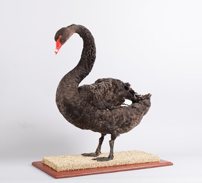 Lot 134 - Taxidermy: A Black Swan (Cygnus atratus),...