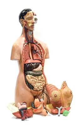 Lot 208 - Medical Torso