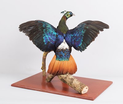 Lot 231 - Taxidermy: Himalayan Monal (Lophophorus...