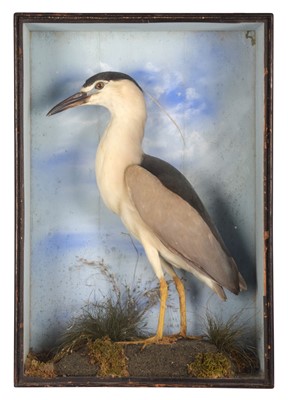 Lot 1176 - Taxidermy: A Late Victorian Cased...