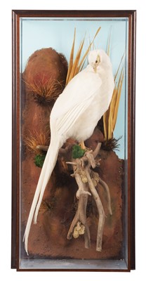 Lot 1169 - Taxidermy: A Wall Cased White Ring-necked...