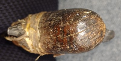 Lot 298 - A 19th Century Axe, possibly from the Selk'Nam...