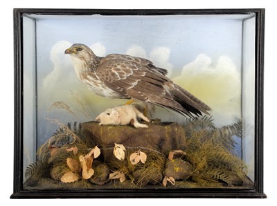 Lot 133 - Taxidermy: An Edwardian Cased Common Buzzard...