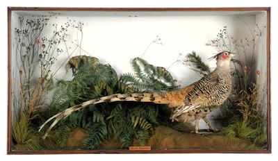 Lot 97 - Taxidermy: A Late Victorian Cased Cheer or...