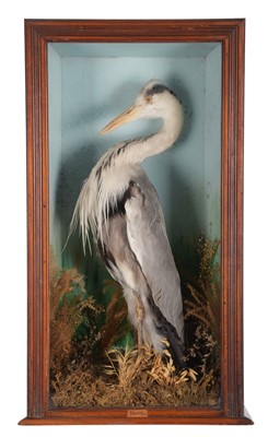 Lot 1178 - Taxidermy: A Late Victorian Cased Grey Heron...