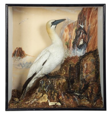 Lot 131 - Taxidermy: A Mid-20th Century Cased Gannet...