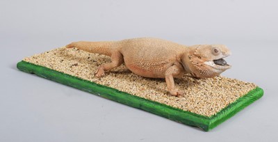 Lot 1184 - Taxidermy: A Central Bearded Dragon Lizard...