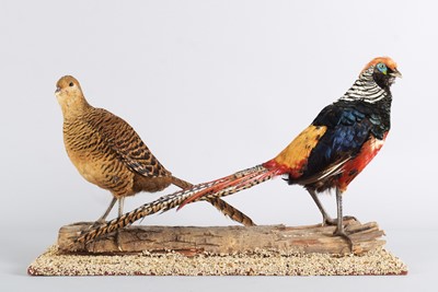 Lot 1152 - Taxidermy: A Pair of Lady Amherst's Pheasants...