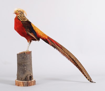 Lot 1142 - Taxidermy: A Golden Pheasant (Chrysolophus...