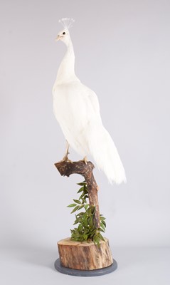 Lot 230 - Taxidermy: A White Indian Peahen (Pavo...