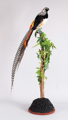 Lot 135 - Taxidermy: Lady Amherst's Pheasant...