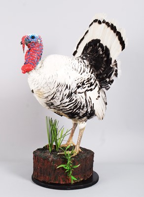 Lot 136 - Taxidermy: Royal Palm Turkey (Meleagris...