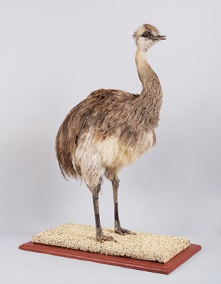 Lot 144 - Taxidermy: A Greater Rhea or South American...